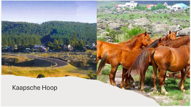 Kaapsche Hoop